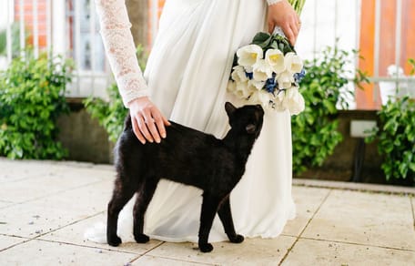 Chat noir et mariage