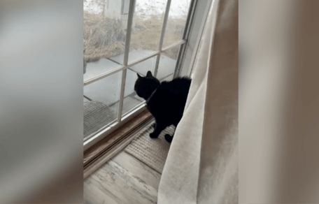 Gatto nero che guarda dalla finestra