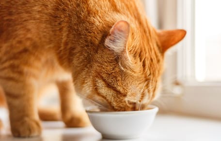 chat nourriture