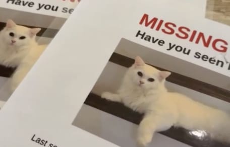 Vermisste Katze