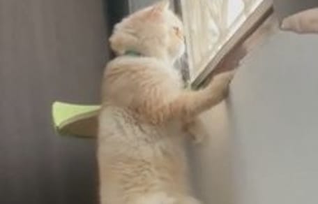 Perserkatze