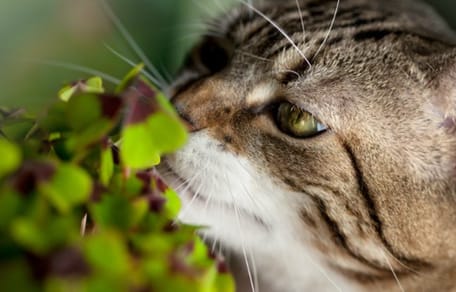 chats plantes toxiques