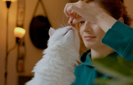 A cat close to a person