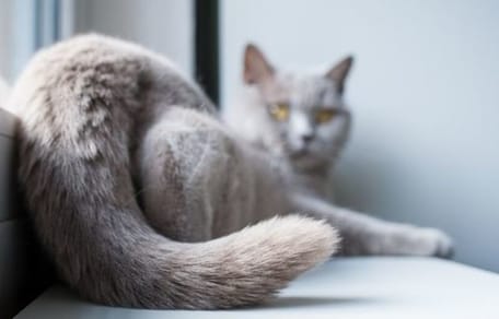 queue de chat gris