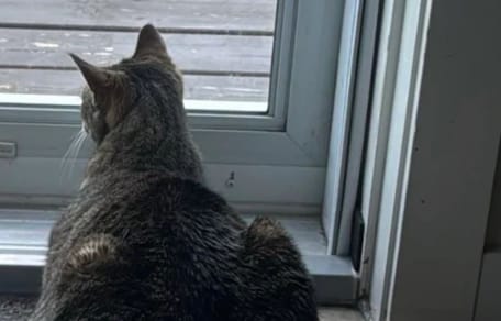 Chat qui observe