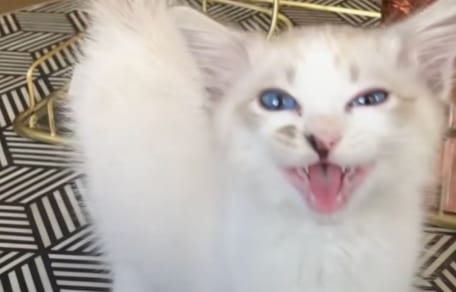 chat Ragdoll