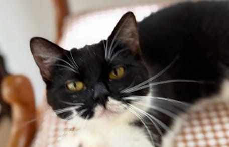 chat Remy