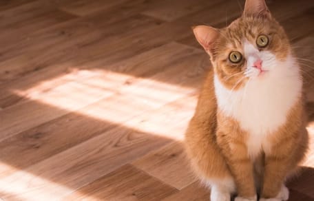 Als diese Katze ihre Augen bleibt jedem die Spucke weg