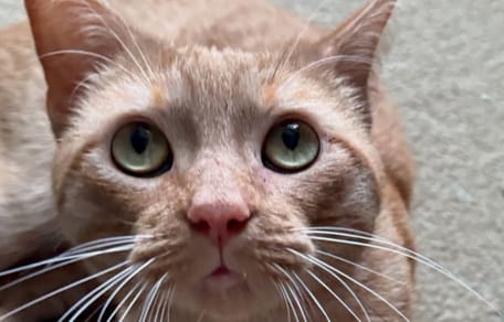 chat roux