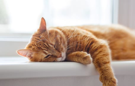 chat roux