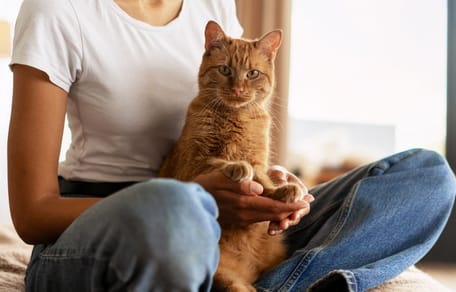 In Zweden mag je je kat niet de hele dag alleen laten