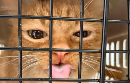 Gato de pelo rojizo