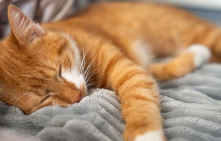 Chat roux