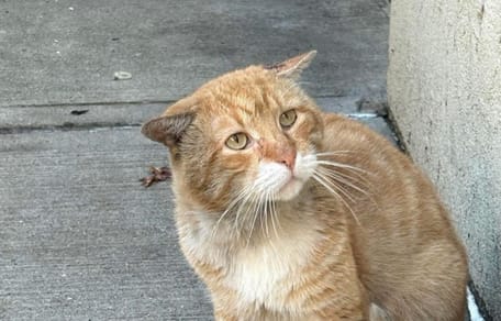 Verletzter roter Kater
