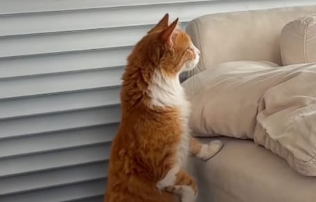 gato rojizo y blanco