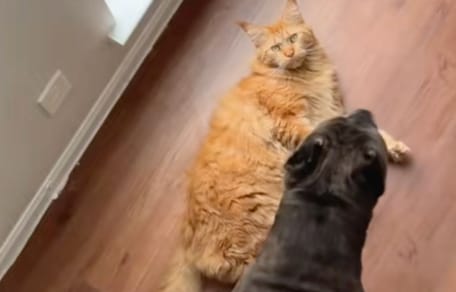 Chat roux et Cane Corso