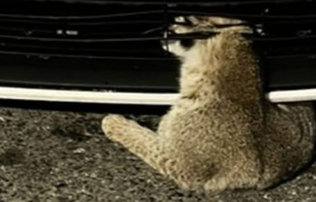 Chat sauvage coincé dans une voiture