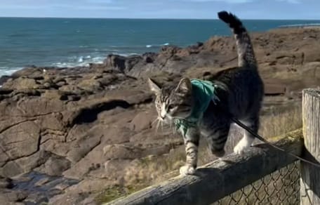 Cat on a walk