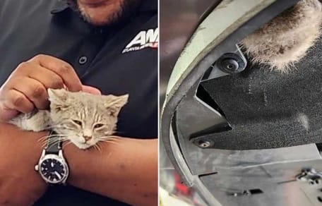 Cat rescued from a car