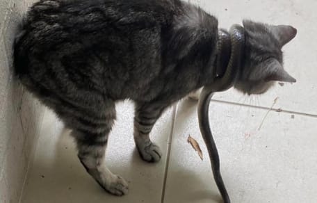 gato serpiente Australia