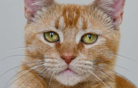 Chat seule