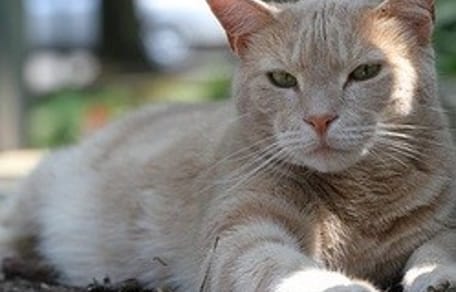 chat soleil chaleur