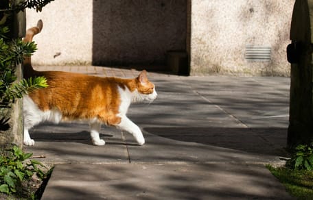 Kat op het terras