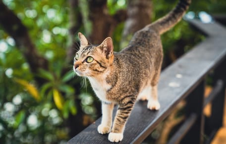 gatto sul balcone