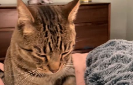 chat tigré