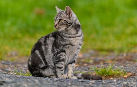 Chat tigré