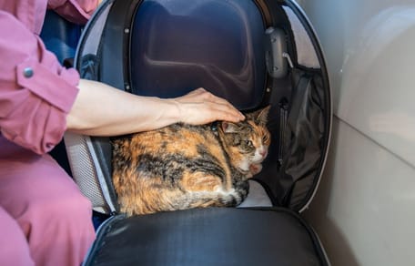 chat train