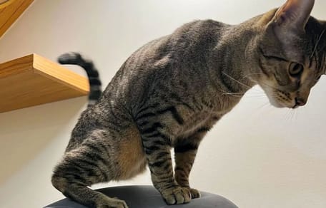 Dreibeinige Katze