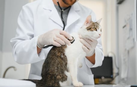 Chat vétérinaire