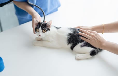 Chat vétérinaire