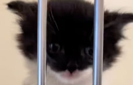 chaton