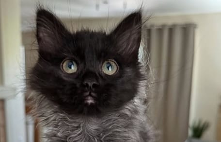 chaton