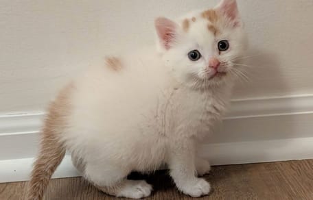chaton abandonné