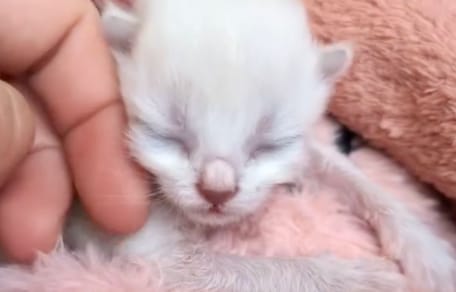Abandoned kitten