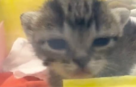 Chaton abandonné dans une poubelle
