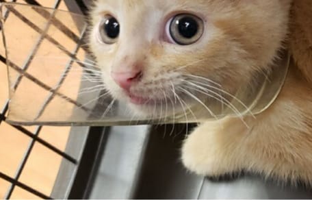 Chaton avec un bocal en verre