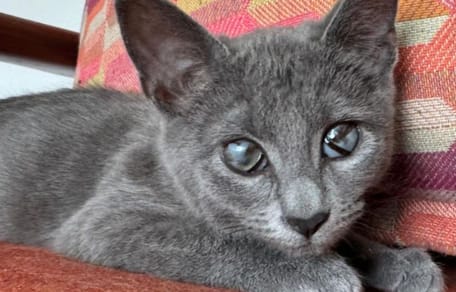 blind kitten