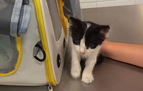 Chaton Crête