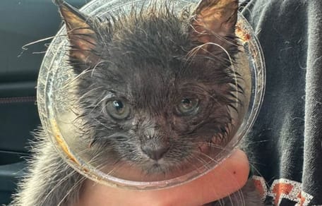 Chaton dans le gobelet