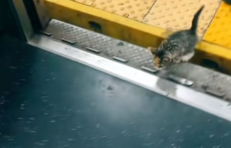 Chaton dans le métro