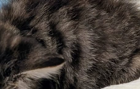 Kitten curled up in a ball