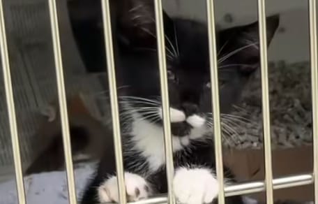 chaton errant