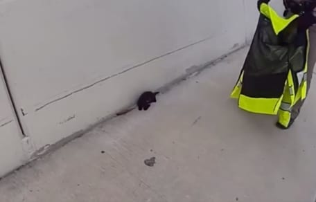 Kätzchen und Polizist