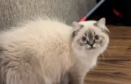 Grijs-wit kitten