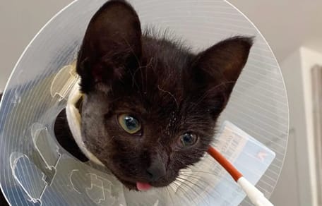 chaton noir