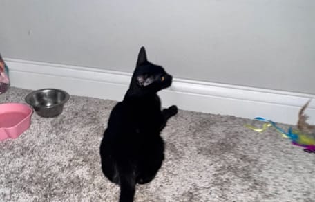 Chaton noir